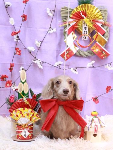 20230113ぺこちゃん